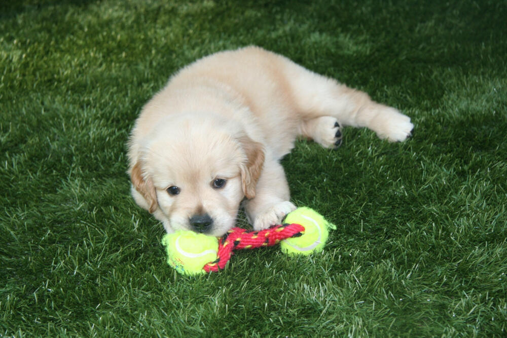 Detroit and all of Michigan artificial turf for dogs